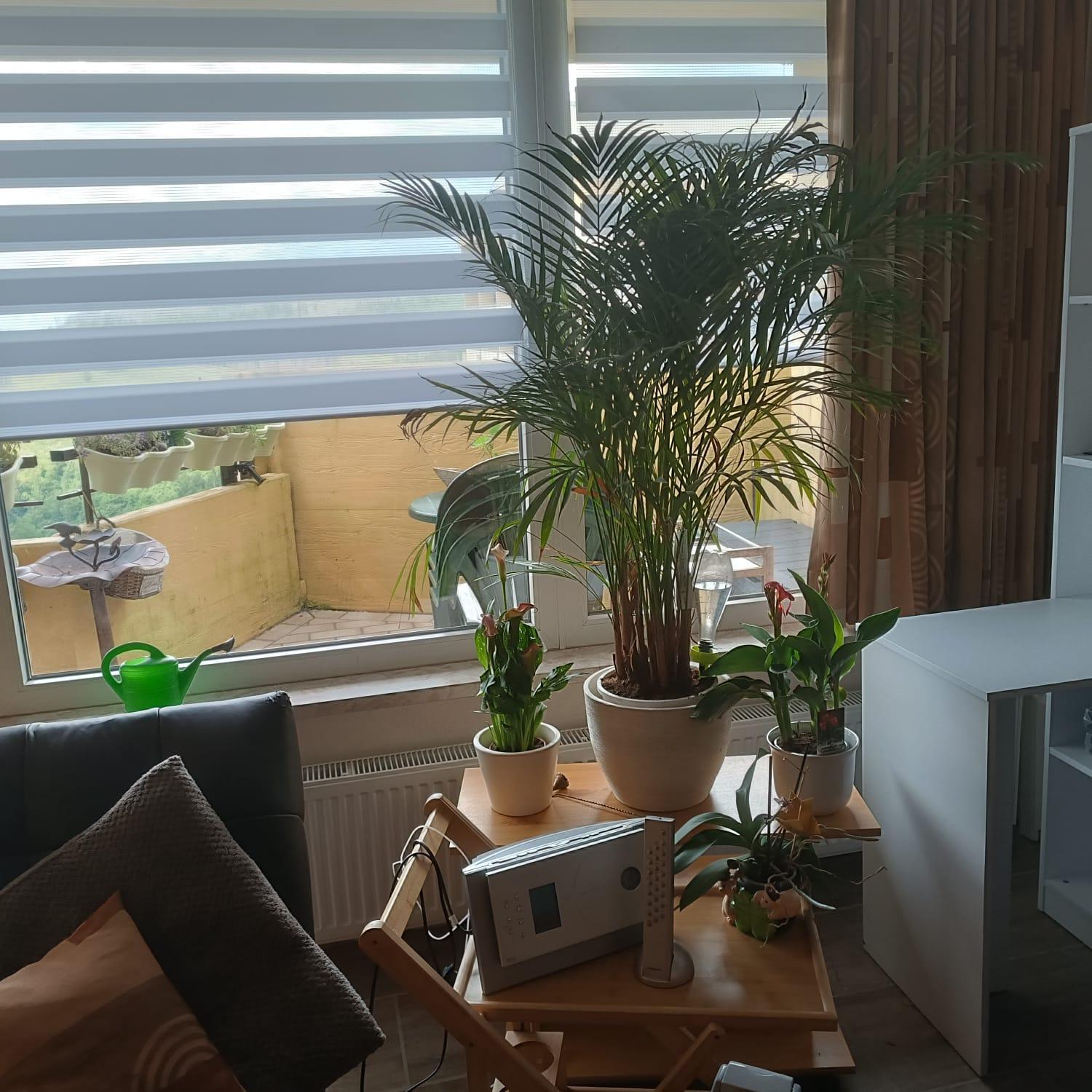 Appartement Waldperle Brockenblick Im Panoramic Oberharz